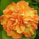 Flameball Small Rooted Tropical Hibiscus Starter Plant Ships Bare Root Very Rare
