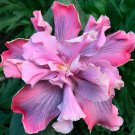 Marianne Charleton Small Rooted Tropical Hibiscus Starter Plant Ships Bare Root Very Rare