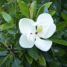 Kay Parris Evergreen Southern Magnolia Grandifolia Tree 20 28 Inch Tall Very Fragrant