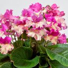 Yellow Pink Cap Ladyslippers Cape Primrose Streptocarpus Smalll Rooted Plant