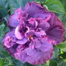 Bayou Rose Small Tropical Hibiscus Rooted Starter Plant