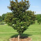 Brackens Brown Beauty Southern Magnolia Tree 20 28 Inch Tall Well Rooted