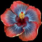 Voodoo Queen Small Tropical Hibiscus Rooted Starter Plant