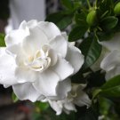 Vetchii Gardenia Jasminoides Well Rooted Plant Intensely Fragrant Double White Flowers