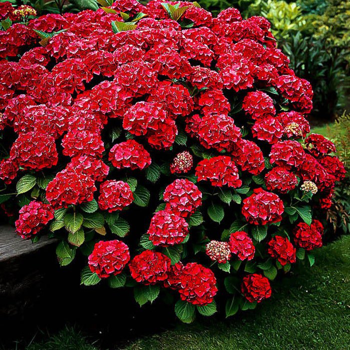 Akadama Hydrangea Starter Plant Opens Pink Then Deepens To Deepest Truest Red Blooms Abundantly