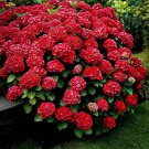 Akadama Hydrangea Starter Plant Opens Pink Then Deepens To Deepest Truest Red Blooms Abundantly
