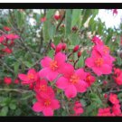 4 Pot Watermelon Pink Dwarf Jatropha Intergerima Peregrina Starter Plant