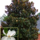 Dd Blanchard Grandiflora Magnolia Tree 20 28 Inch Tall Well Rooted Tree