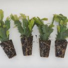4 Different Named Varieties Of Christmas Cactus Schlumbergera Truncata Well Rooted Starter Plants