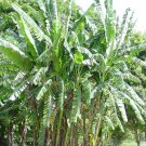 African Giant Banana Tree Musa Kandarian Small Rooted Starter Plant Grows 40 Ft Tall
