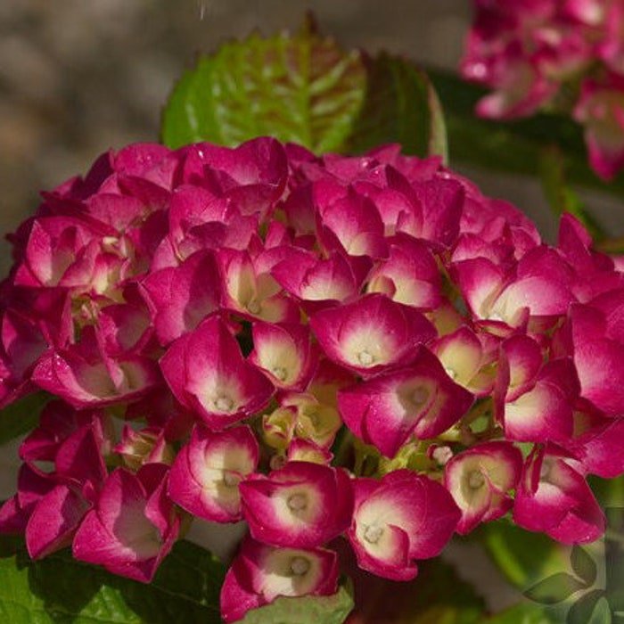 Masja Hydrangea Starter Plant Blooms Deep Red To Deep Purple See All Pics Bloom Color Depends On The