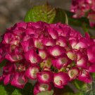 Masja Hydrangea Starter Plant Blooms Deep Red To Deep Purple See All Pics Bloom Color Depends On The