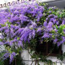 4 Pot Queens Wreath Petrea Volubilis Sandpaper Bluebird Vine Rooted Plant