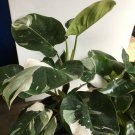 White Princess Variegated Philodendron Small Rooted Starter Plant Extremely Rare