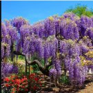 Blue Moon Wisteria Macrostachys Tree Well Rooted Starter Plant