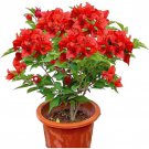 4 Pot Of Jamican Red Bougainvillea Live Well Rooted Bougainvillea Plant Height Fullness Varies