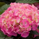 Lets Dance Can Do Hydrangea Starter Plant Periwinkle Violet To Bright Pink Bloom Color Depends On So