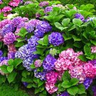 Merritts Supreme Hydrangea Starter Plant Blue Purple To Deep Pink Red Bloom Color Depends On The Soi