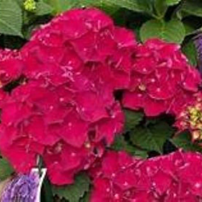 Wee Bit Grumpy Hydrangea Starter Plant Deep Violet To Ruby Red Bloom Color Depends On Soil Chemistry