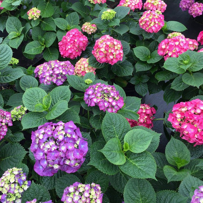 Lets Dance Big Band Hydrangea Starter Plant Blooms Purple Violet To Hot Pink Bloom Color Depends On 
