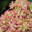 Inspire Hydrangea Starter Plant White Soft Pink Lime