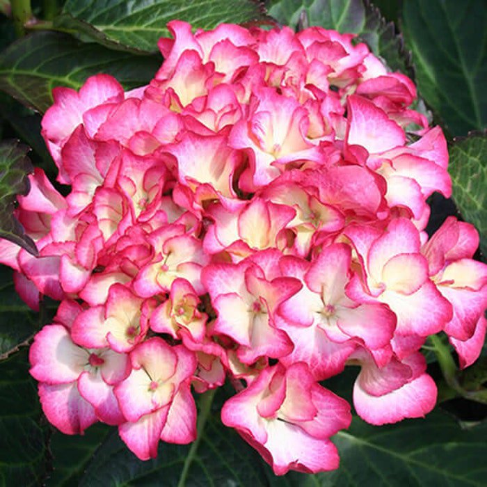 Firefly Hydrangea Starter Plant Hot Pink Edges With White Center One Of A Kind