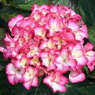 Firefly Hydrangea Starter Plant Hot Pink Edges With White Center One Of A Kind