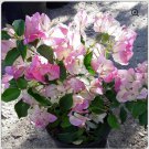 4 Pot Of Bambino Bi Color Pink Bougainvillea Live Well Rooted Bougainvillea Plant Height Fullness Va