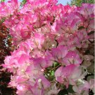 4 Pot Of Cherry Blossom Bougainvillea Live Well Rooted Bougainvillea Plant Height Fullness Varies