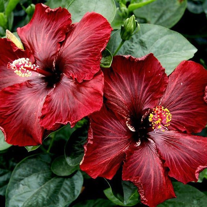 Black Dream Small Rooted Tropical Hibiscus Starter Plant Ships Bare Root Very Rare