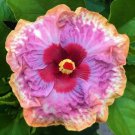 Puppy Small Rooted Tropical Hibiscus Starter Plant Ships Bare Root Very Rare