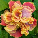 Queen Of Dreams Small Rooted Tropical Hibiscus Starter Plant Ships Bare Root Very Rare