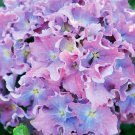 Spike Hydrangea Starter Plant Blue Pink Or Purplish With Frilly Ruffled Edges Bloom Color Depends On