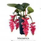 Royal Intenz Magnifica Medinilla Plant Live Well Rooted Starter Plant Gorgeous Pendulous Pink Blooms