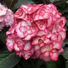 Miss Saori Hydrangea Starter Plant Deep Pink Edges With White Center