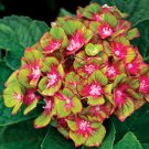 Pistachio Hydrangea Starter Plant Gorgeous Lime Pink Blooms