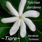 Single Tahitian Gardenia Taitensis Jasminoides Plant Intensely Fragrant Flower Large Shiny Green Lea