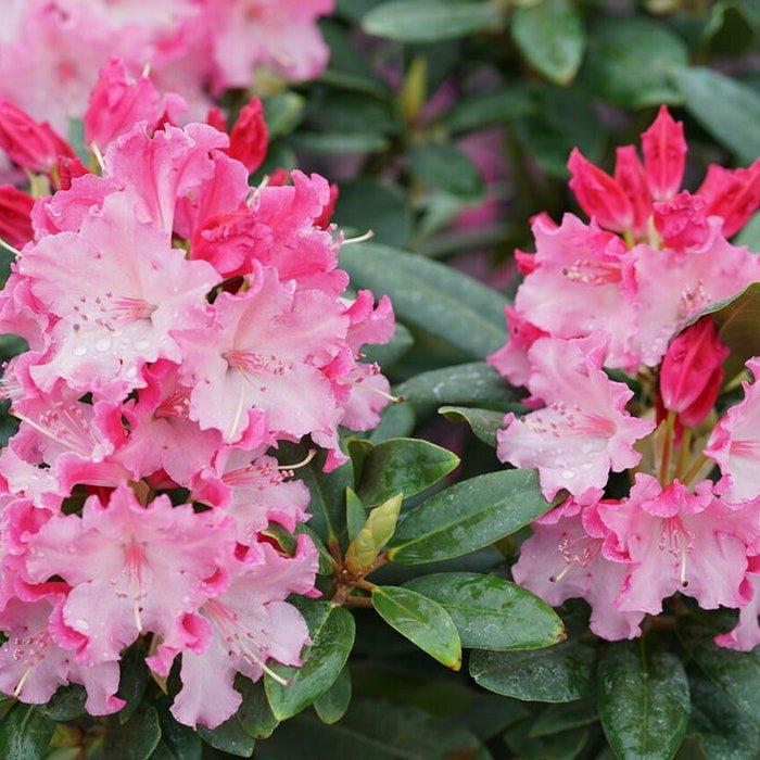 Dandy Man Color Wheel Azalea Rhododendron Large Starter Plant 3 Colors 1 Plant