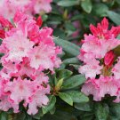Dandy Man Color Wheel Azalea Rhododendron Large Starter Plant 3 Colors 1 Plant