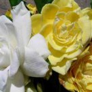 Golden Magic Gardenia Jasminoides Live Well Rooted Plant Heavenly Fragrant Blooms Open Pure White An