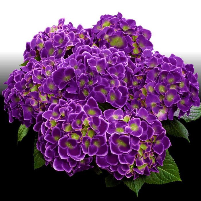 Violet Crown Hydrangea Rooted Starter Plant Ships Semi Dormant In Fall Winter