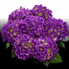 Violet Crown Hydrangea Rooted Starter Plant Ships Semi Dormant In Fall Winter