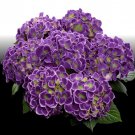 Violet Crown Hydrangea Well Rooted Starter Plant Usa Seller
