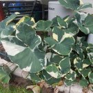 Mickey Mouse Xanthosoma Albo Marginata Variegated Alocasia Elephant Ear Extremely Rare