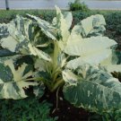 Macrorrhizos Variegat Variegated Alocasia Small Rooted Starter Plant Extremely Rare The Rarest Eleph
