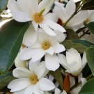 Fairy White Michelia Doltsopa Magnolia Tree White Fragrant Blooms Well Rooted