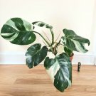 White Wizard Variegated Philodendron Small Rooted Starter Plant Extremely Rare