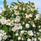 Fairy Cream Michelia Doltsopa Magnolia Tree Cream Fragrant Blooms Well Rooted