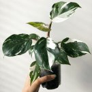 White Knight Variegated Philodendron Small Rooted Starter Plant Extremely Rare