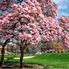 Chinese Saucer Magnolia Tree Fragrant Blooms 20 28 Inches Tall Large 1 Gallon Pot